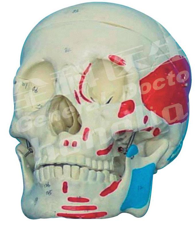 成人頭顱骨肌肉著(zhù)色模型A11111/2，成人頭顱骨模型