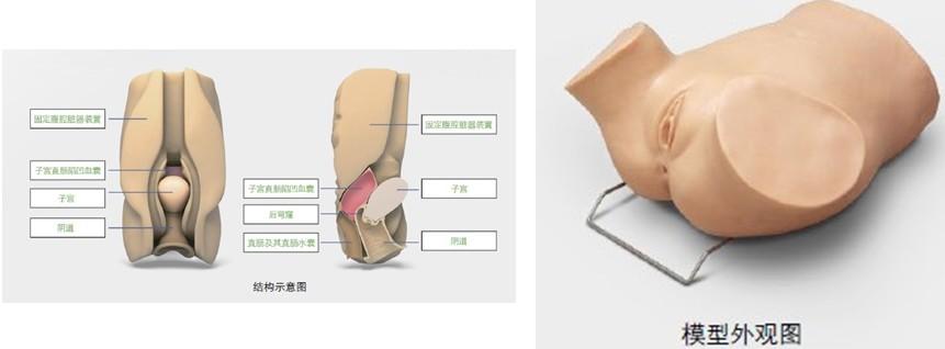 陰道后穹窿穿刺模型